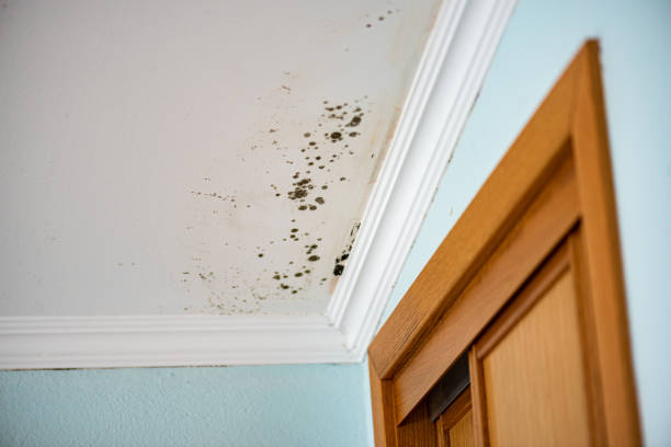 Best Residential Mold Removal  in Notasulga, AL