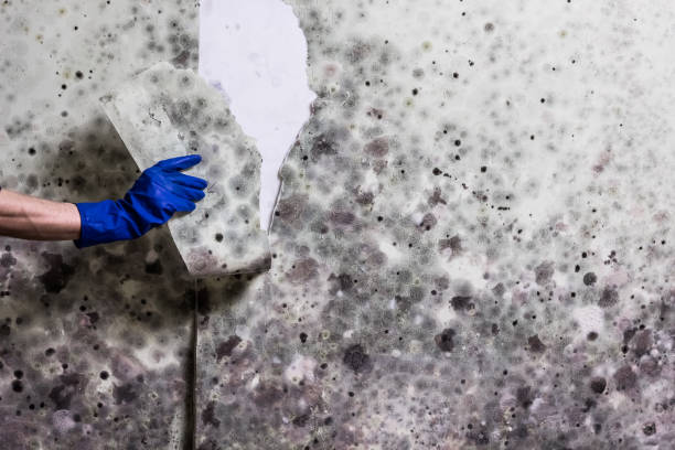 Crawl Space Mold Removal in Notasulga, AL
